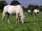 Three white horses in a field.