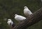 Three white house pigeons on a branch