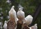 Three white house pigeons on a branch 2