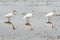 Three white ibis, Eudocimus albus, birds lined up
