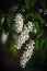 Three white inflorescence of a bird cherry