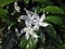 Three white Jasmine flower blooming on the sunshine.