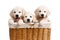 Three white Labrador puppy in a wicker basket