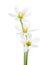 Three white lilies isolated on a white background. Zephyranthes candida