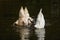 Three white mute swans diving