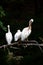 Three white pelicans on a horizontal branch - Tuscany - Italy