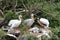 Three white pelicans preening beside a lake