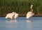 Three white pelicans rest on the water