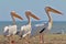 Three white pelicans stand on the sandbank