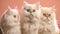 Three white persian cats sitting on a pink background, close-up