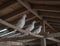 Three White Pigeons