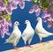 Three white pigeons on perch with flowering lilac tree