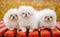 Three White Puppies Pekingese Pekinese Peke Whelps