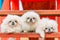 Three White Puppies Pekingese Pekinese Peke Whelps Puppy Dog