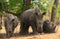 Three white rhinoceros under a tree