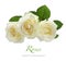 Three white roses isolated on white