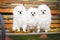 three white spitz dogs posing together on a bench