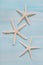 Three white starfishes on blue ocean background. Maritime decoration for summertime.