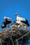 Three white stork Chicks in the nest