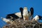Three white stork Chicks in the nest