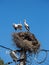 Three white storks in a big destroyed nest on electric pole among wires in Transylvania village. Romania
