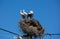 Three white storks in a big destroyed nest on electric pole among wires in Transylvania village. Romania