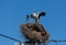 Three white storks in a big destroyed nest on electric pole among wires in Transylvania village. Romania