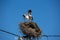 Three white storks in a big destroyed nest on electric pole among wires in Transylvania village. Romania