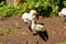 Three white storks, Ciconia ciconia, also called rattle stork. They were bird of the year in Germany