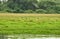 Three white storks in search of food in summer