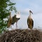 Three white storks sitting in a nest