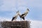 Three white storks standing in nest