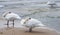 Three white swans, with heads tucked against the wind on a chilly day at water\\\'s edge