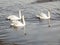 Three white swans in the river