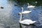 Three white swans in a row swimming on a lake