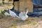 Three white turkeys on a farm