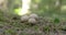 Three white warted puffball mushroom in the middle of the forest FS700 Odyssey 7Q 4K