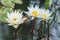 Three white waterlily in bloom In a natural pond