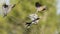 Three White winged doves landing in a creosote bush