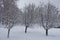 Three whitebeam trees covered with snow in winter