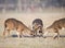 Three whitetail bucks fighting