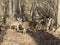 Three Whitetail Deer in the Forest in February in Winter