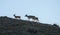 Three whitetail deer walking on a ridge.