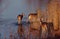 Three Whitetail deer in water