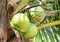 Three whole green large fruit palm coconut close-up on a tree