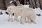 Three wild alaskan tundra wolves are playing on white snow. Canis lupus arctos. Polar wolf or white wolf.