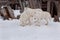 Three wild alaskan tundra wolves are playing on white snow. Canis lupus arctos. Polar wolf or white wolf.