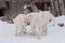 Three wild alaskan tundra wolves are playing on white snow. Polar wolf or white wolf.