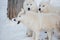 Three wild alaskan tundra wolves are standing on white snow. Canis lupus arctos. Polar wolf or white wolf