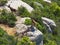 Three wild animals of brown color and strong horns walking among the great gray rocks of the sierra del montsant, tarragona, spain